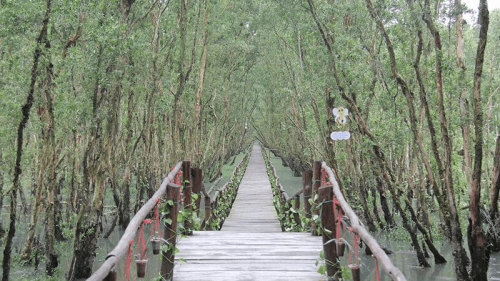 Forêt de Cajeputiers de Tra Su, Vietnam : Abandonnée au cœur d’un paradis verdoyant