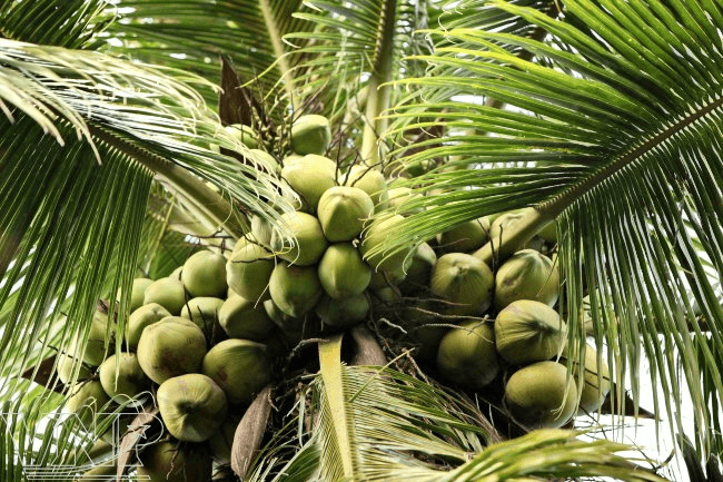 ben-tre-coconut-2