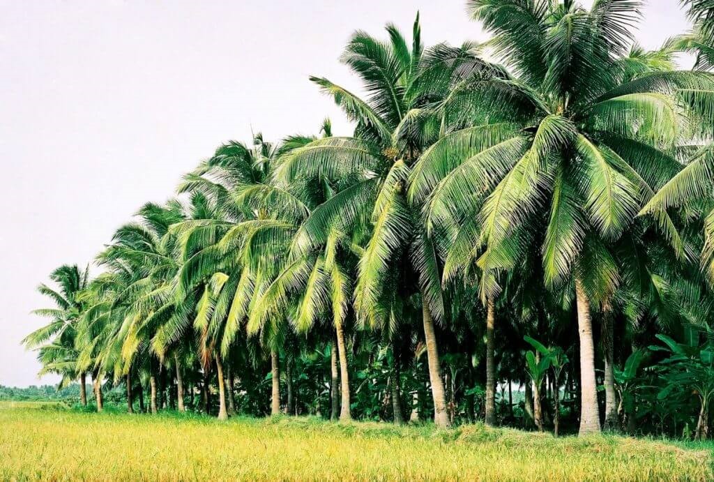ben-tre-coconut