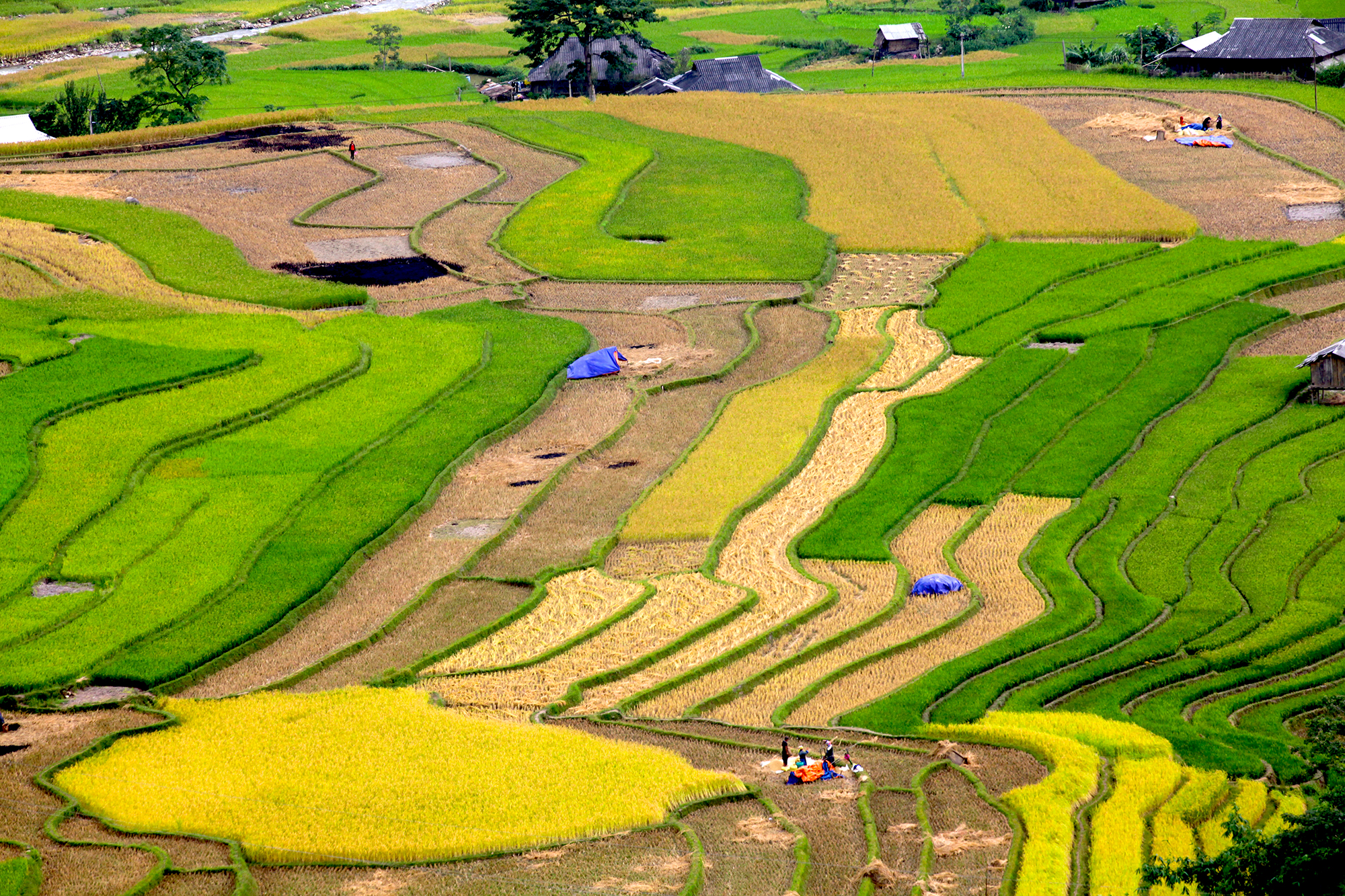 mucangchai