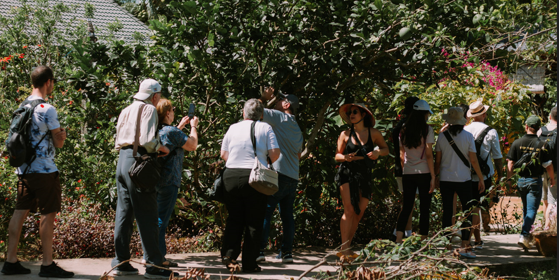 tourists-visit-fruit-gardens-in-ben-tre