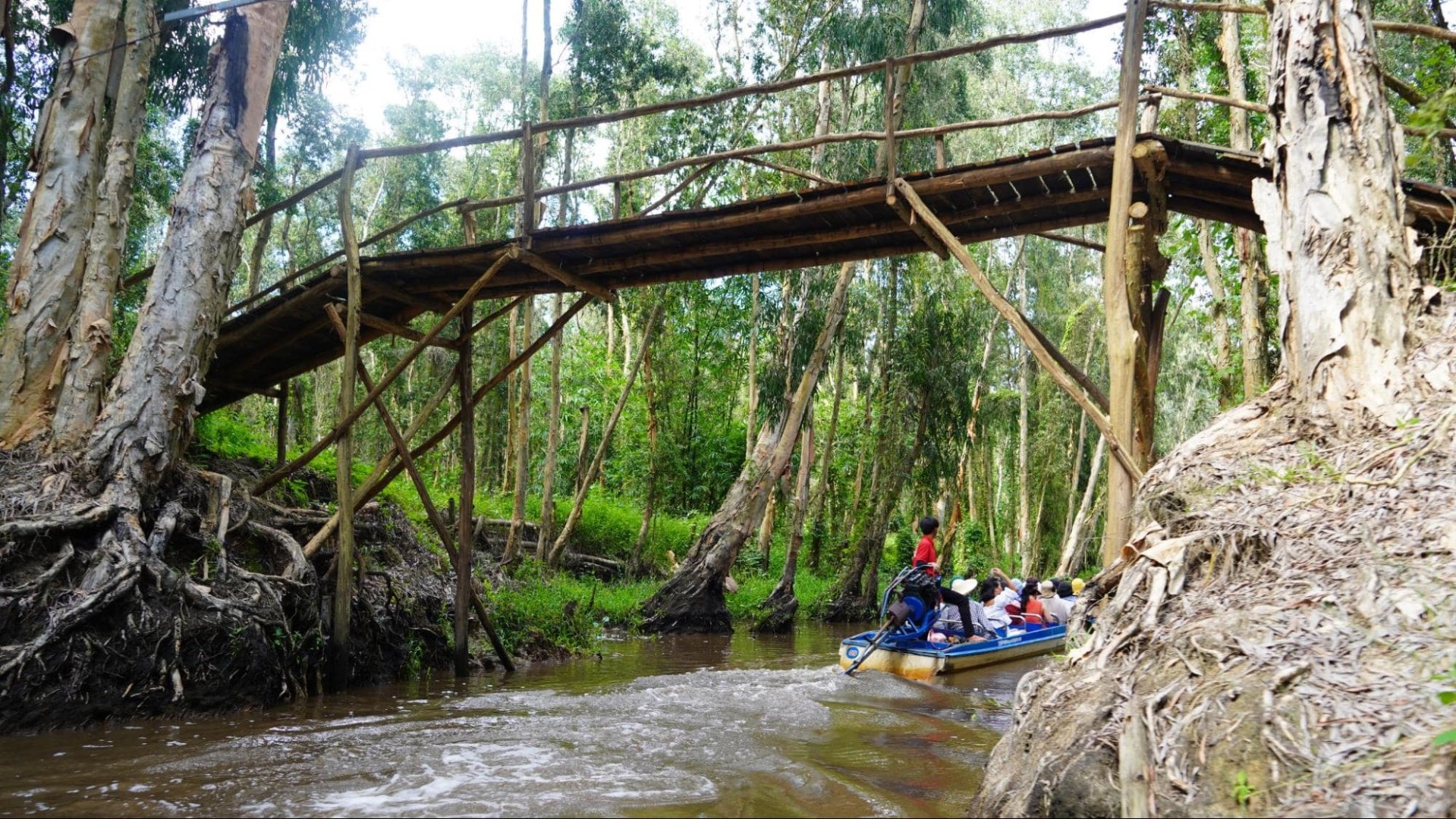 tra-su-cajuput-forest-1
