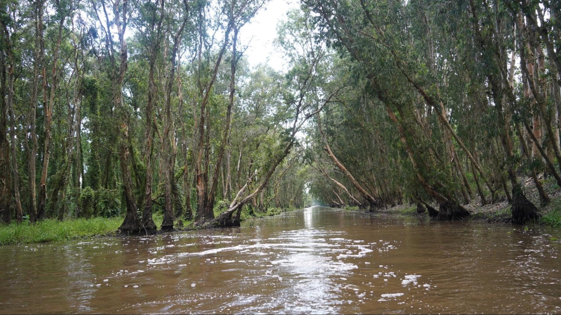 tra-su-cajuput-forest-2