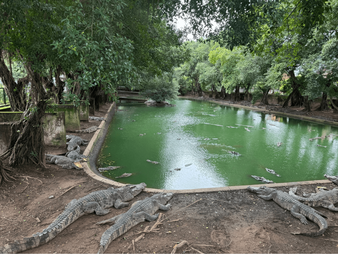 tra-su-cajuput-forest-3