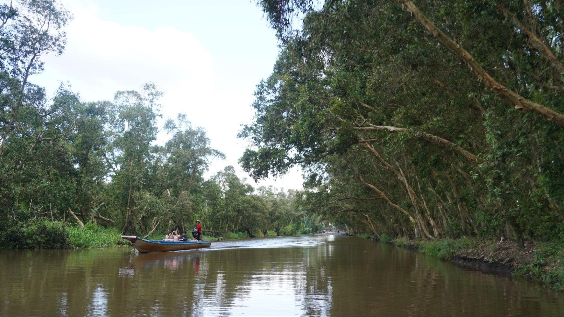 tra-su-cajuput-forest-6